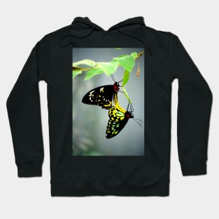 Mating Cairns Birdwings Hoodie